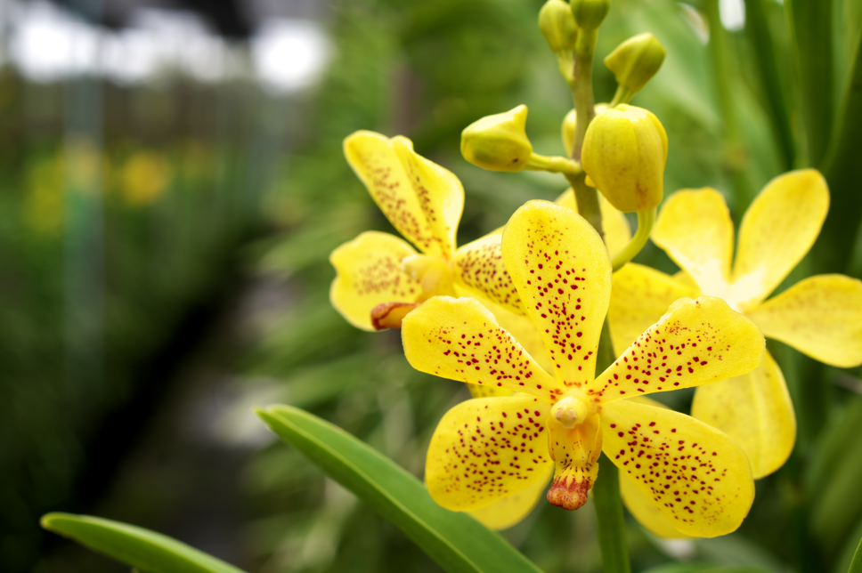 Yellow Spot image